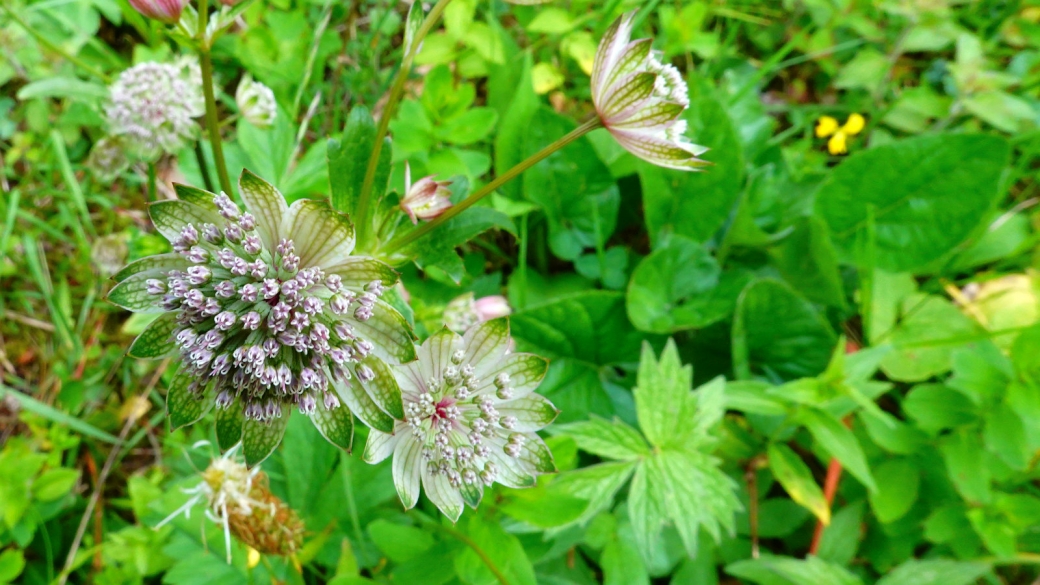 Grande Astrance - Astrantia Major