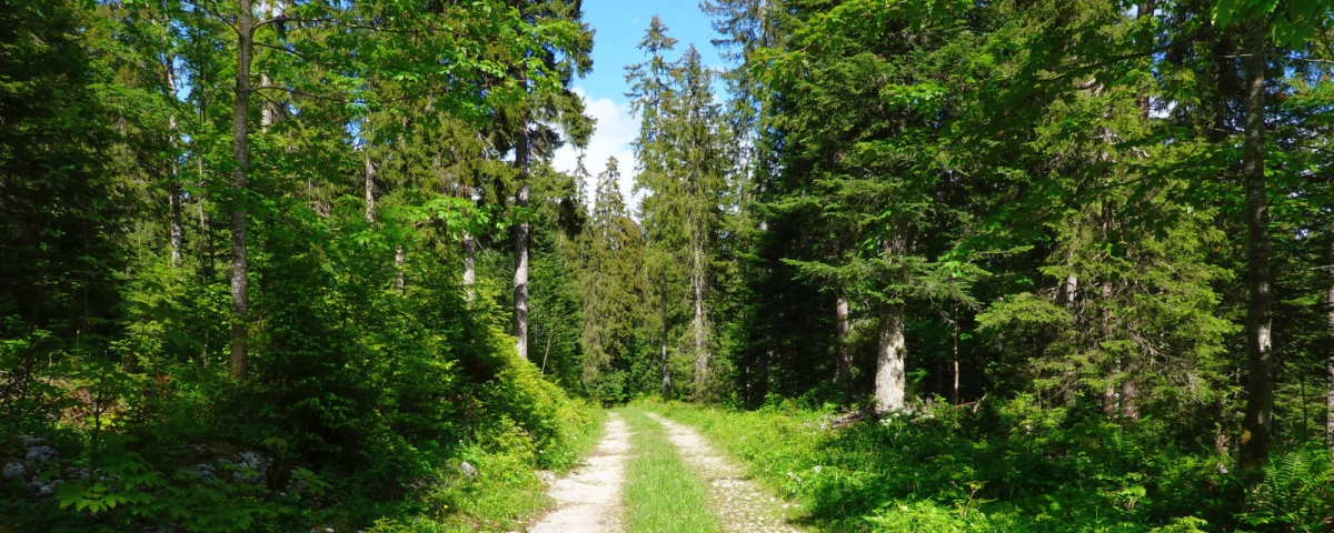 Bois de la Grande Enne