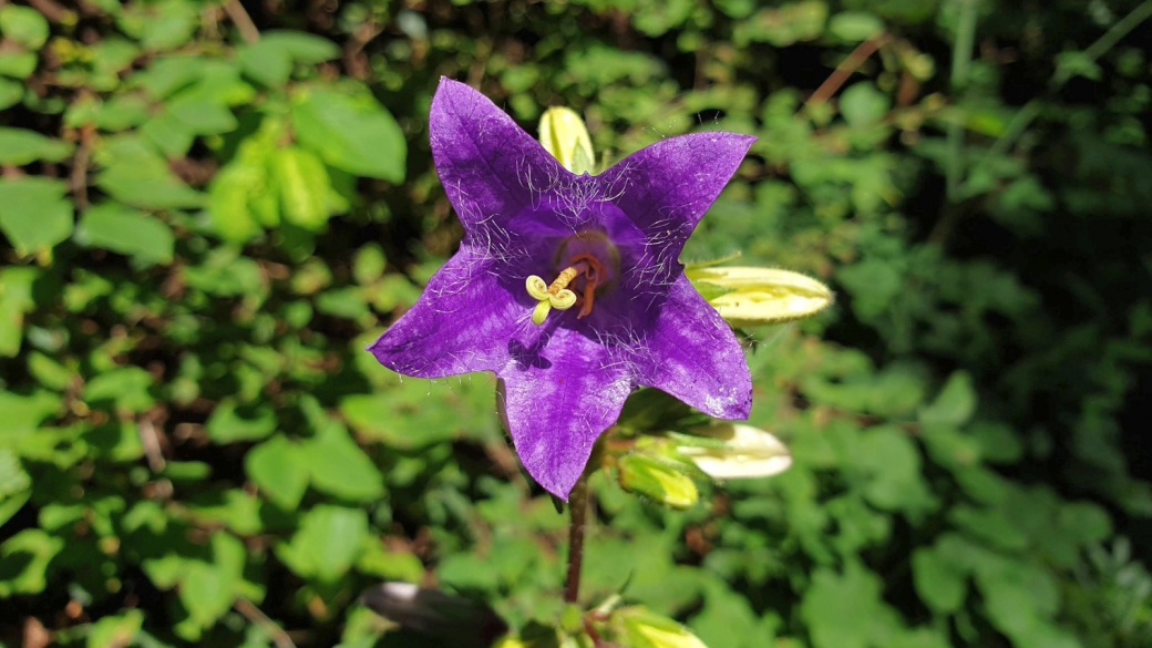 Campanule à Feuilles d'Ortie - Campanula Trachelium