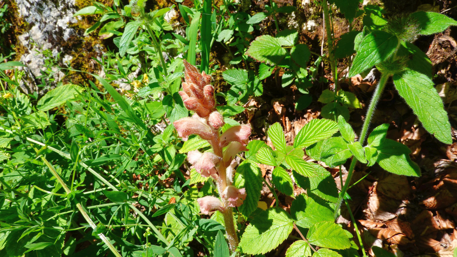 Néottie Nid d’Oiseau – Neottia Nidus