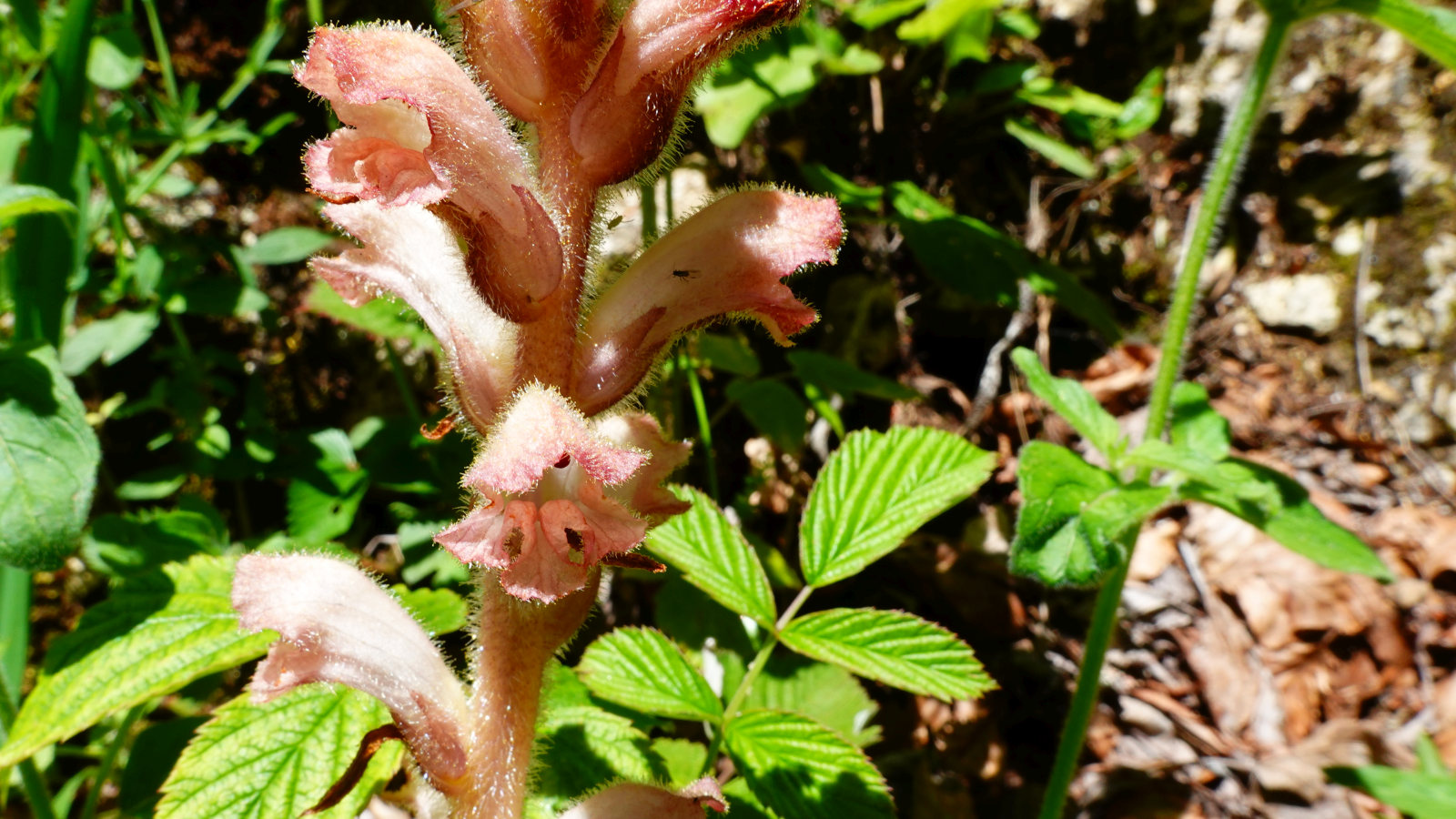 Néottie Nid d’Oiseau – Neottia Nidus