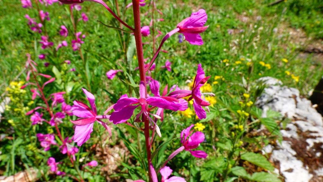 Épilobe en épi - Chamerion Angustifolium