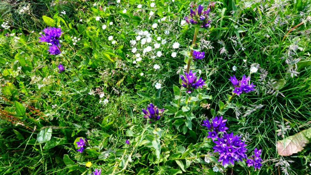 Campanule Agglomérée - Campanula Glomerata