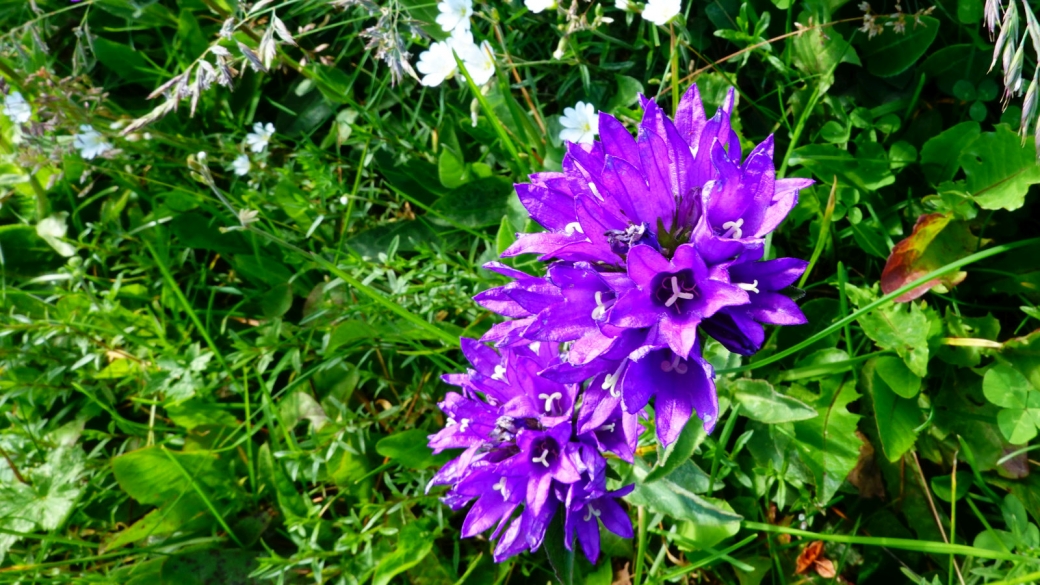 Campanule Agglomérée - Campanula Glomerata