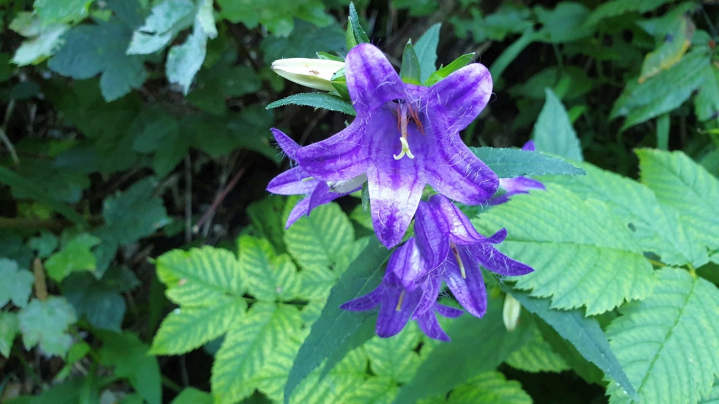 Campanule à Feuilles d'Ortie - Campanula Trachelium