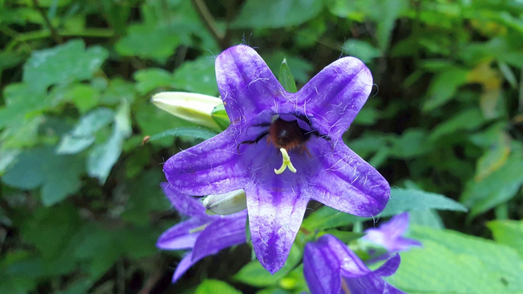 Campanule à Feuilles d'Ortie - Campanula Trachelium