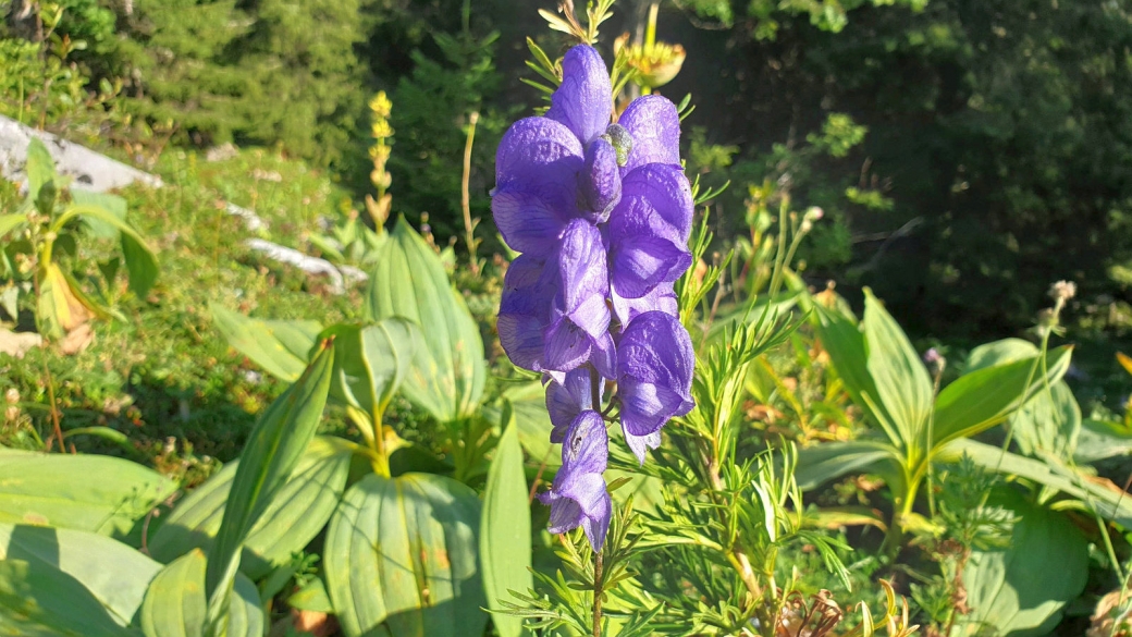 Casque de Jupiter - Aconitum Napellus