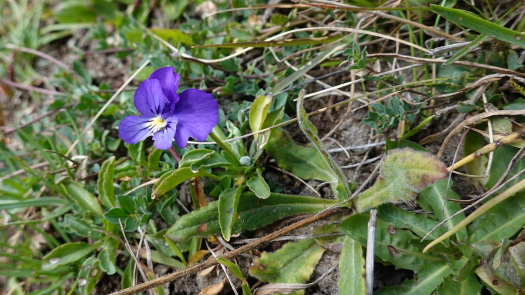 Pensée des Alpes - Viola Calcarata