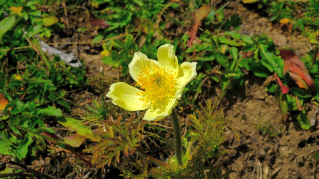 Anémone pulsatille des Alpes - Pulsatilla Alpina