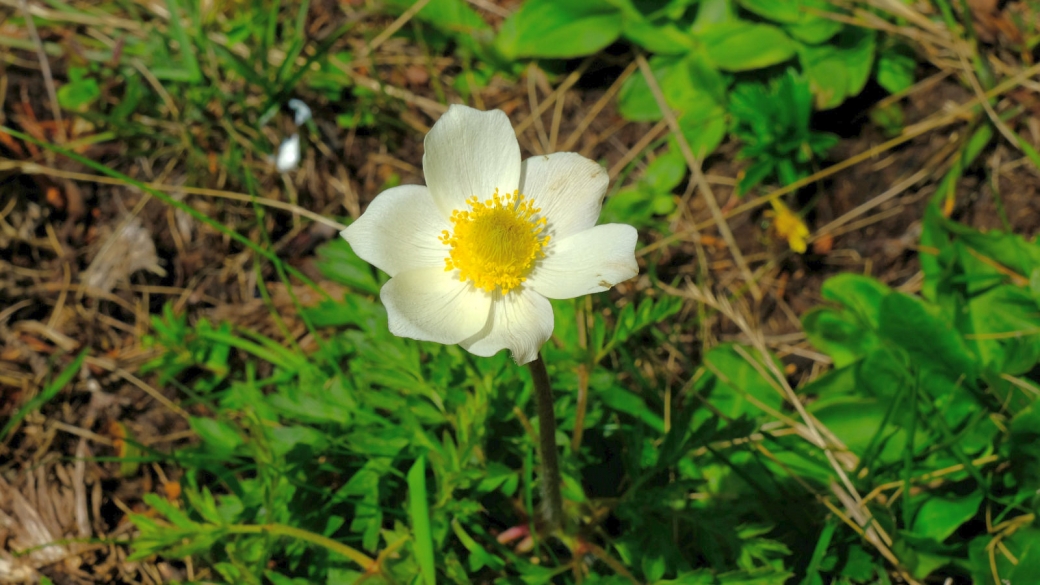 Anémone pulsatille des Alpes - Pulsatilla Alpina