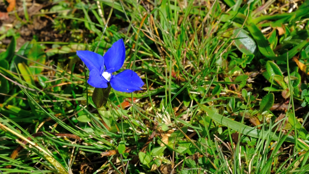 Gentiane de Schleicher - Gentiana Schleicheri 