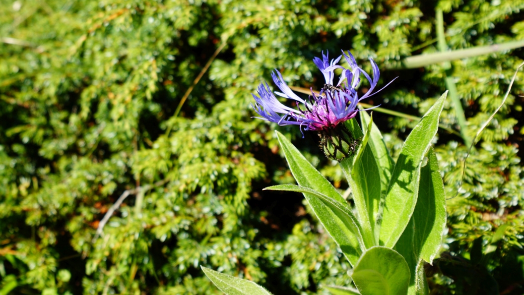 Centaurée de Montagne - Cyanus Montanus