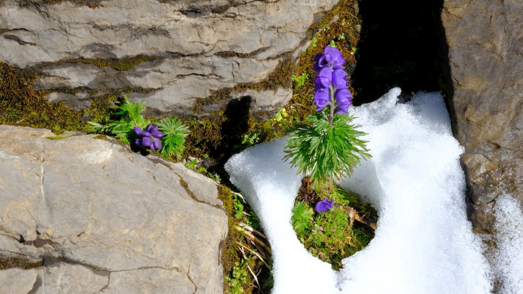 Aconit Napel - Aconitum Napellus