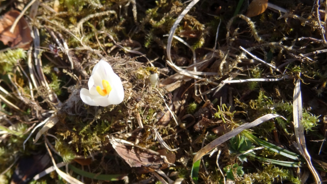 Crocus - Crocus Albiflorus