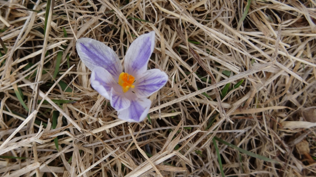 Crocus - Crocus Albiflorus