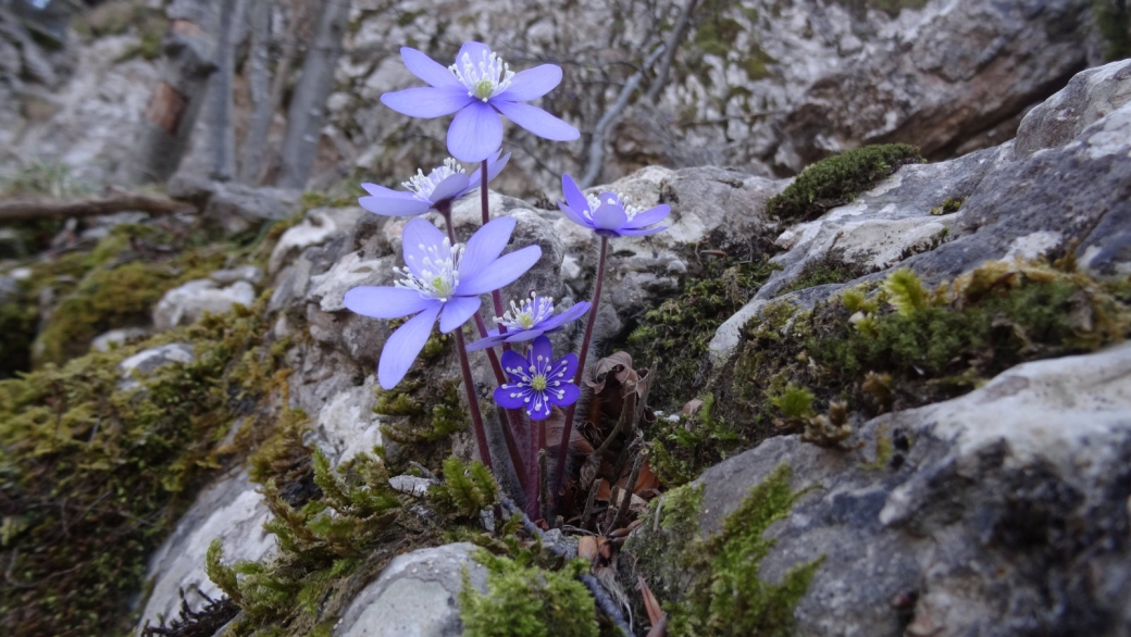 Anémone Hépatique - Hepatica Nobilis