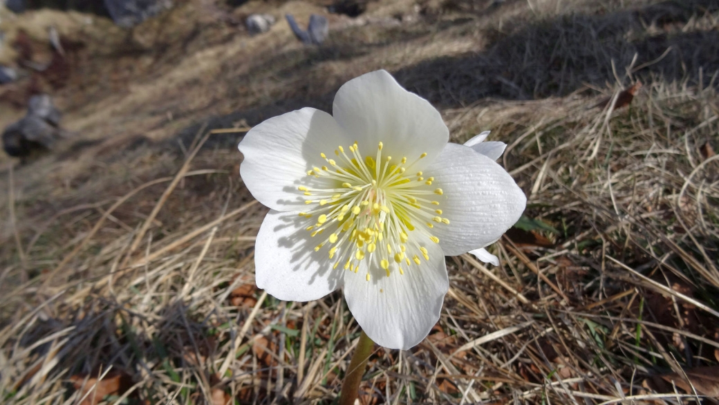 Rose de Noël - Helleborus Niger