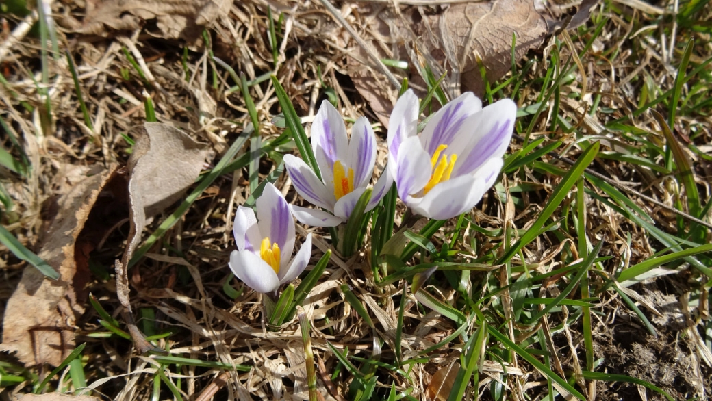 Crocus - Crocus Albiflorus