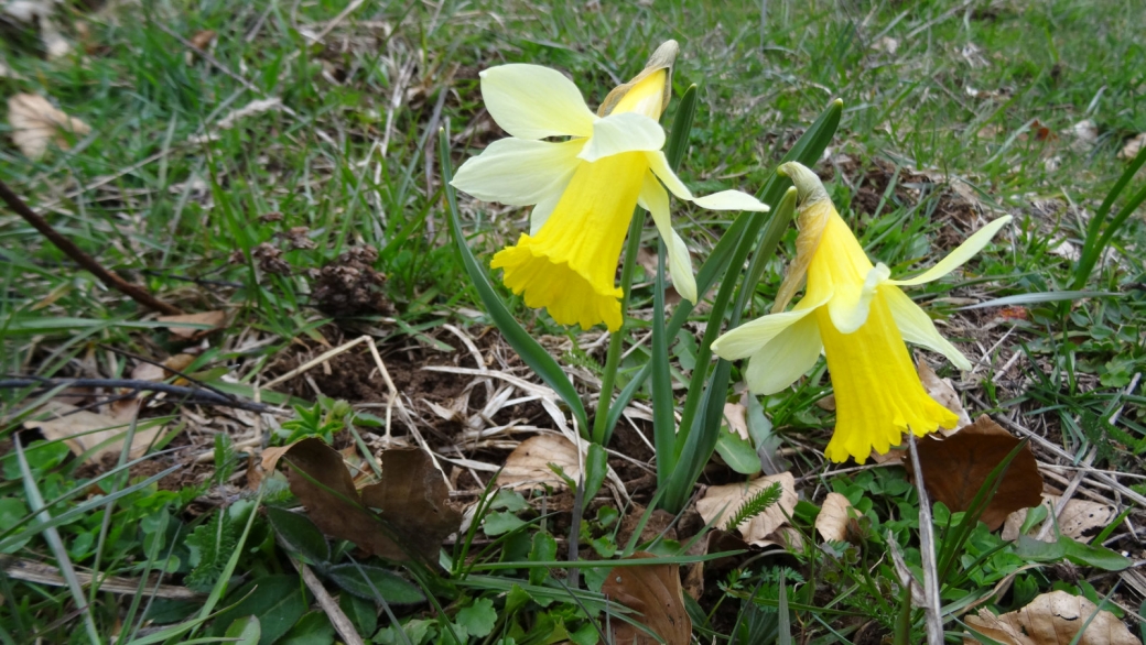 Jonquille - Narcissus Jonquilla