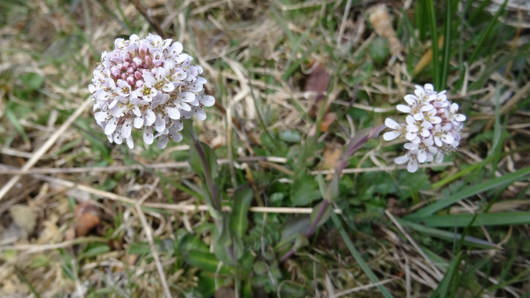 Identification en cours