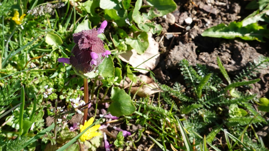 Lamier Pourpre - Lamium Purpureumil