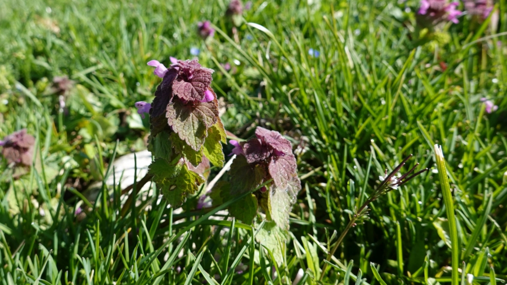 Lamier Pourpre - Lamium Purpureumil