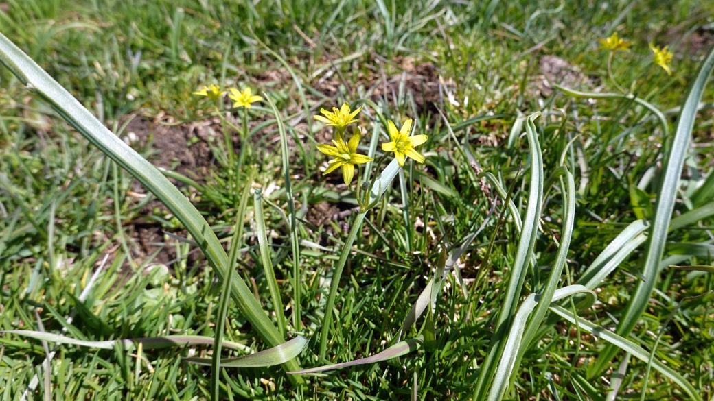 Gagée des Prés - Gagea Pratensis