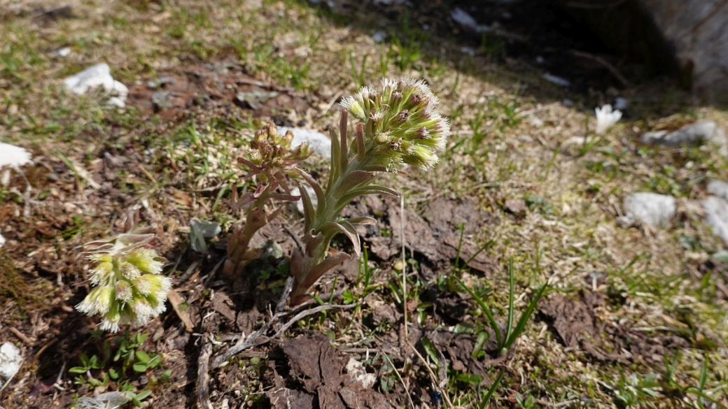 Pétasite Blanc - Petasites Albus