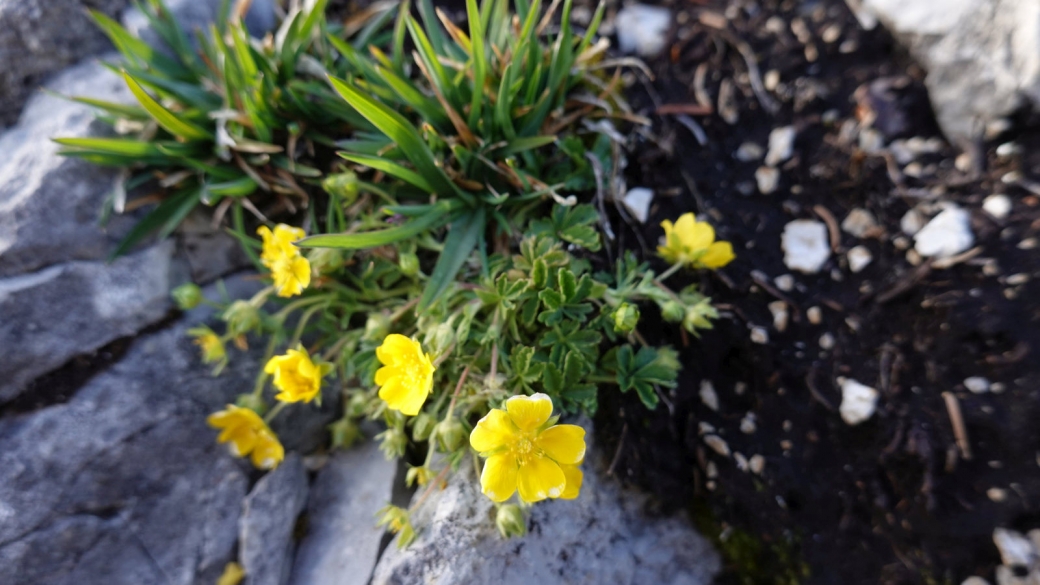 Potentille du Printemps - Potentilla Verna