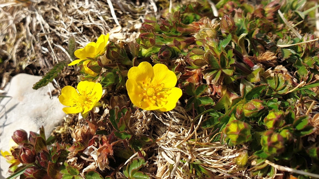 Potentille du Printemps - Potentilla Verna