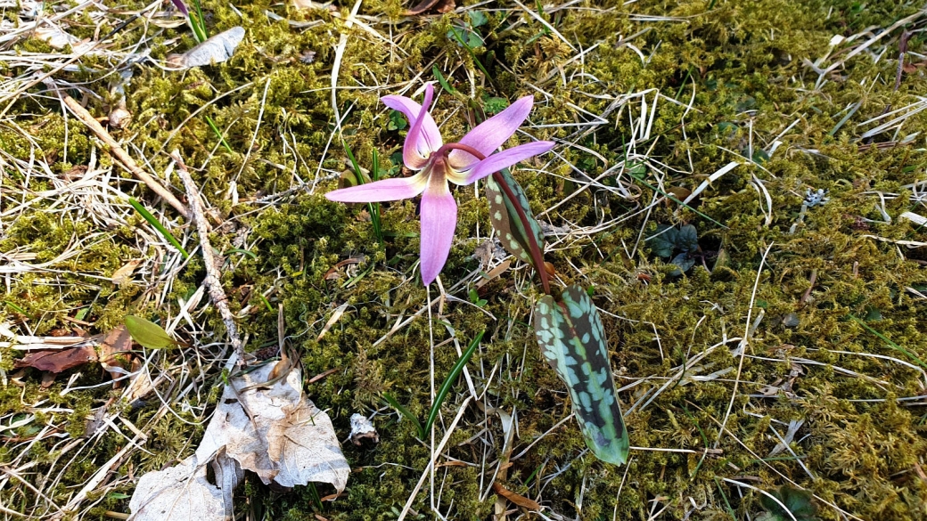 Dent de Chien - Erythronium Dens Canis