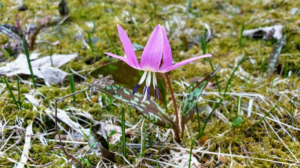 Dent de Chien - Erythronium Dens Canis