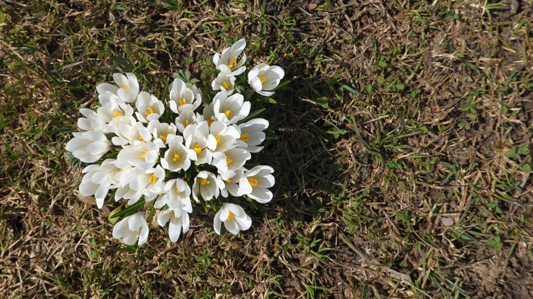 Crocus - Crocus Albiflorus