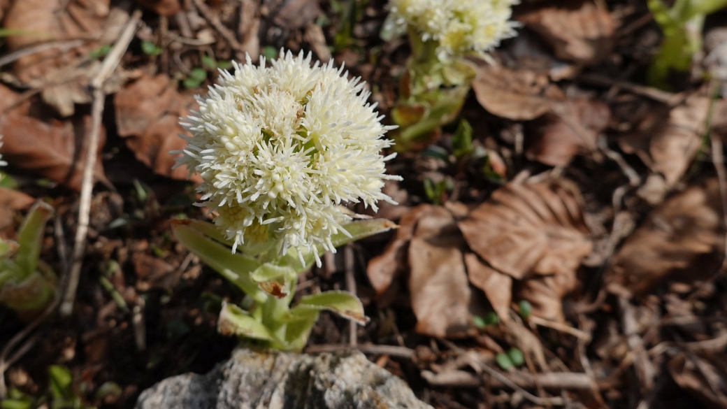 Pétasite Blanc - Petasites Albus