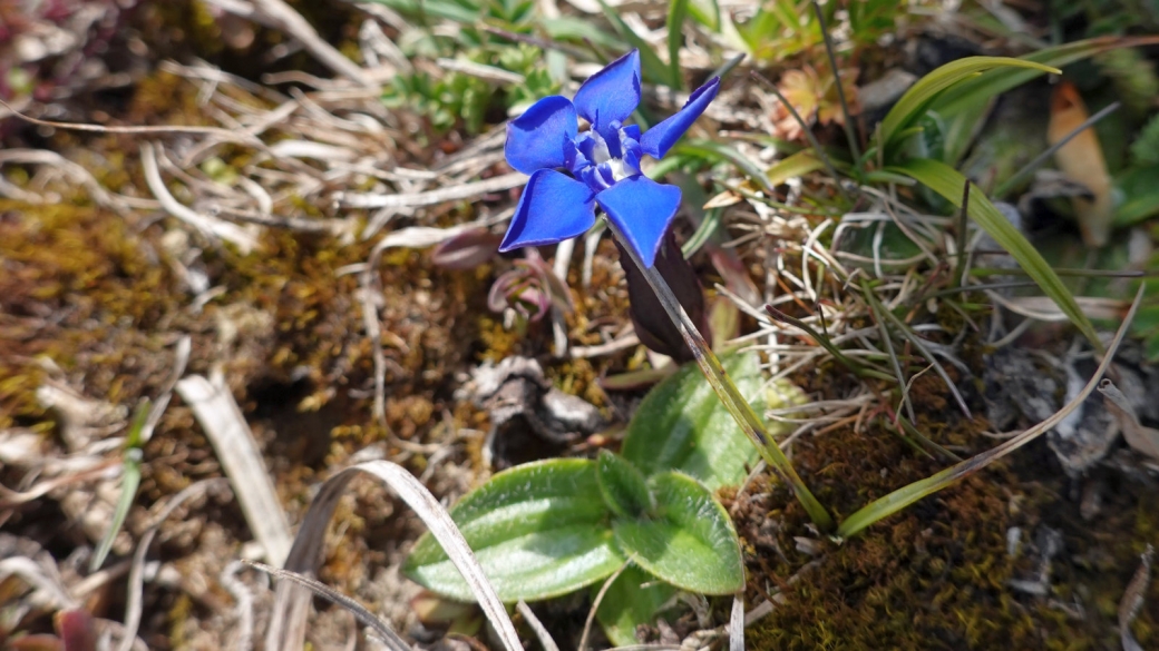 Gentiane Printanière - Gentiana Verna