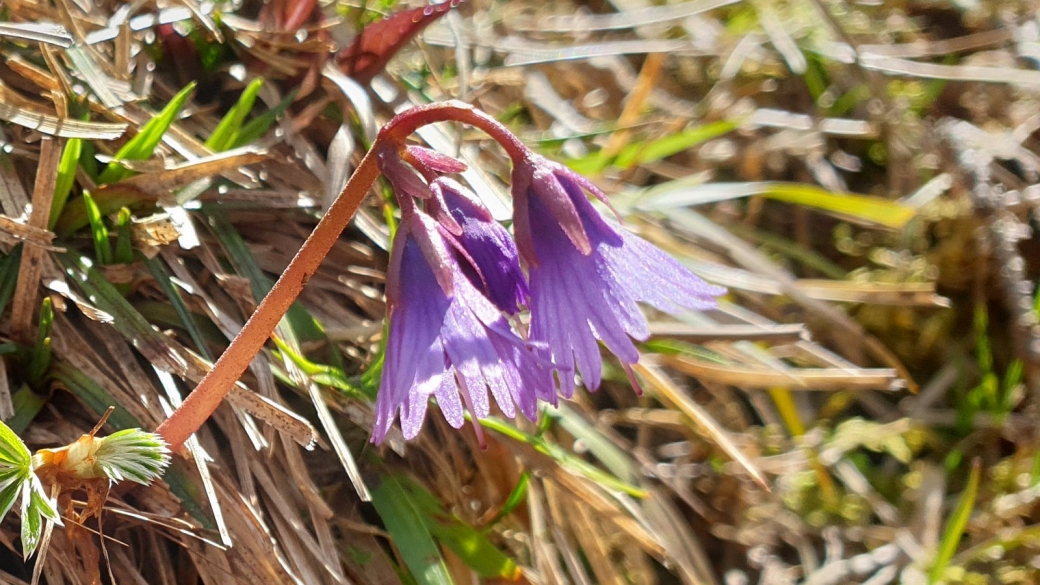 Soldanelle des Alpes - Soldanella Alpina