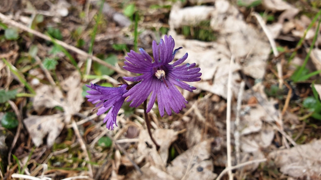 Soldanelle des Alpes - Soldanella Alpina