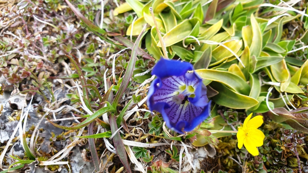 Gentiane Acaule - Gentiana Acaulis