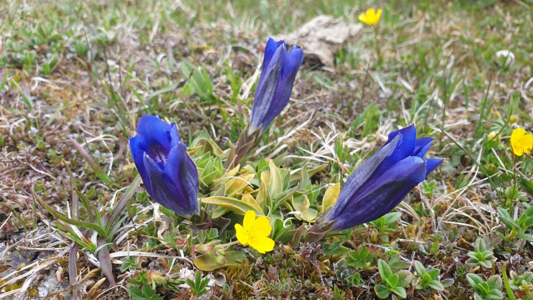 Gentiane Acaule - Gentiana Acaulis