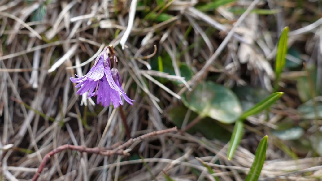 Soldanelle des Alpes - Soldanella Alpina