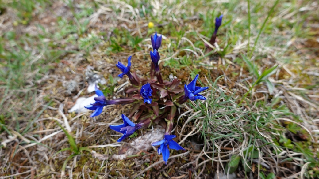 Gentiane Printanière - Gentiana Verna