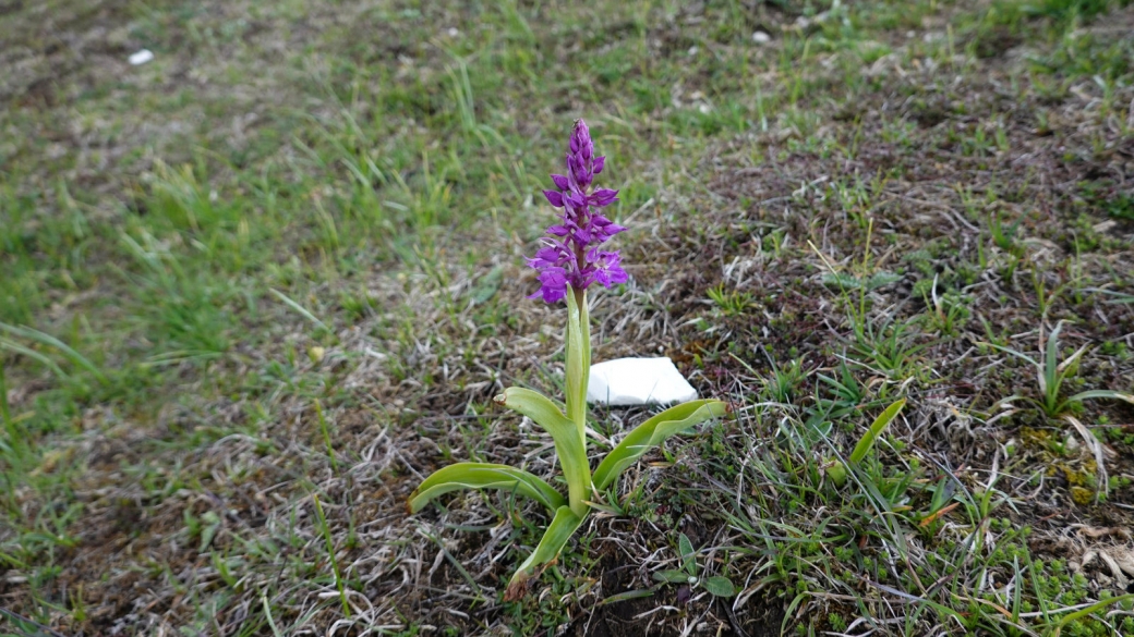 Orchis Mâle - Orchis Mascula