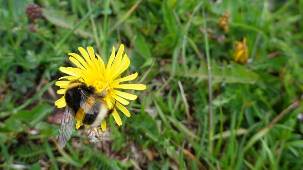 Common Dandelion – Taraxacum Officinale