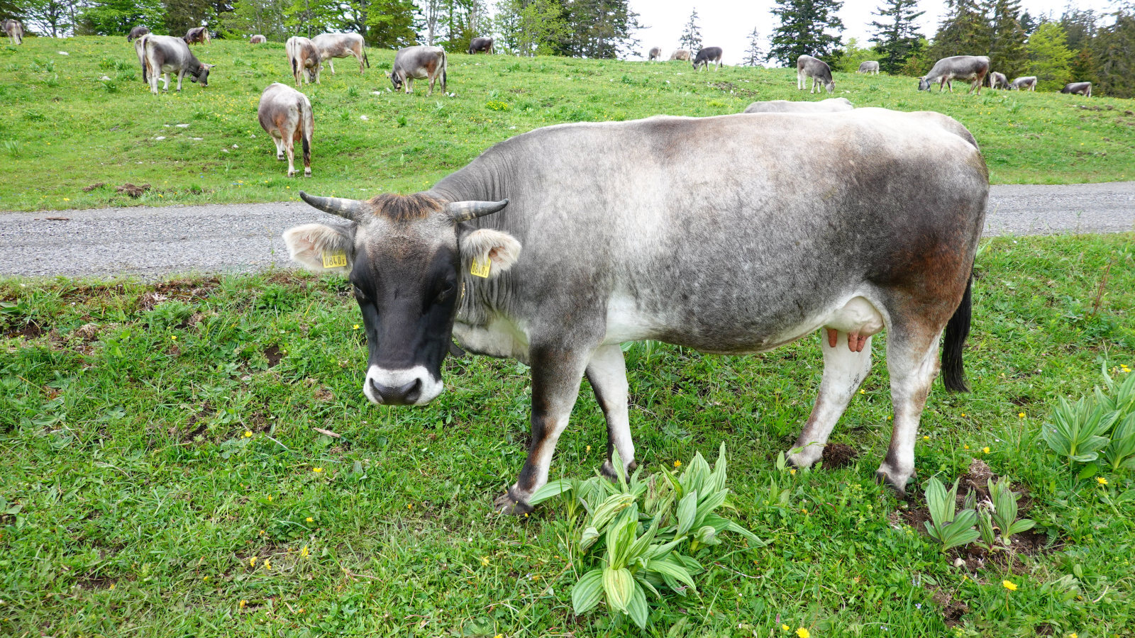 Perroude de Vaud – Marchissy – Vaud – Suisse