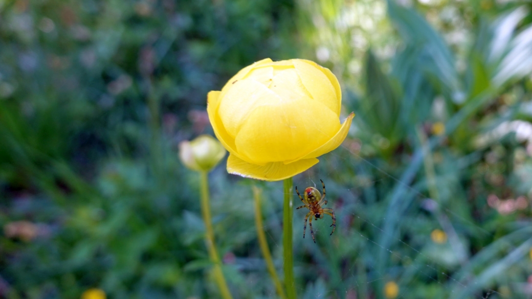 Trolle d'Europe - Trollius Europaeus