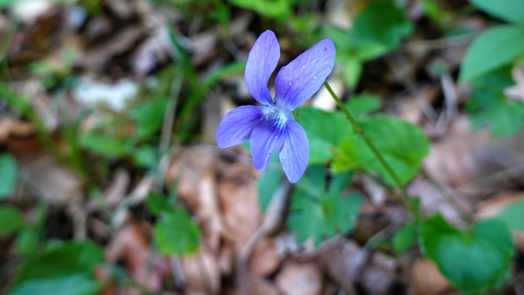 Violette des Bois - Viola Sylvestris