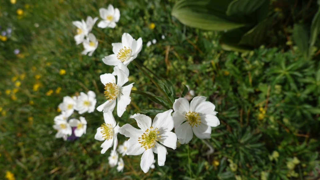 Anémone à fleurs de Narcisse - Anemone Narcissiflora