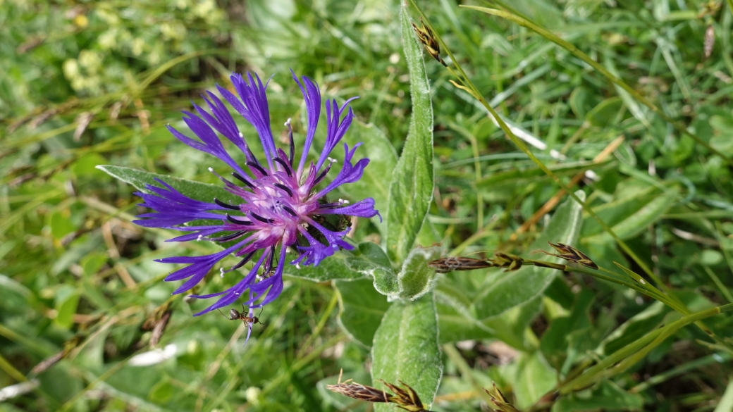 Centaurée des Montagnes - Centaurea Montana