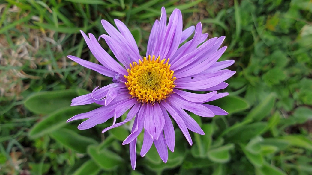 Aster des Alples - Aster Alpinus