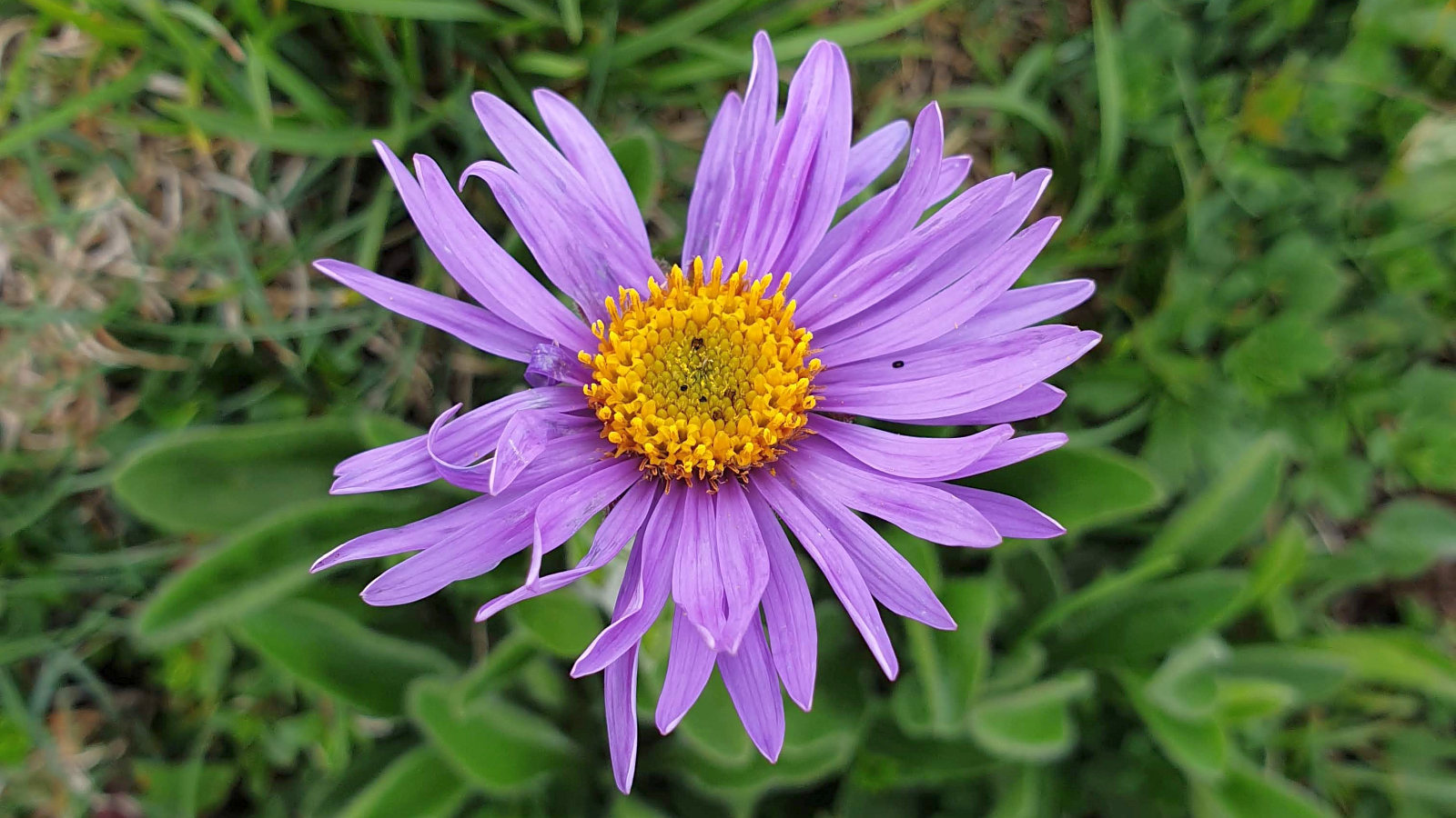 Aster des Alples – Aster Alpinus